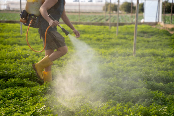 Best Mosquito Control Services  in Point, TX